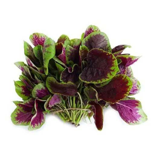 蔬菜配送價(jià)格表 2024-4-1