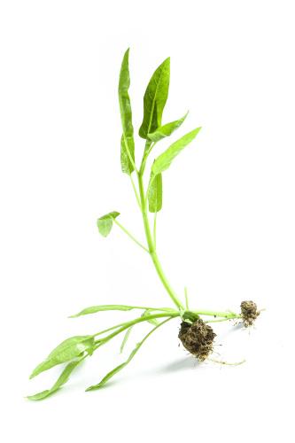 重慶蔬菜配送系統(tǒng)排行榜