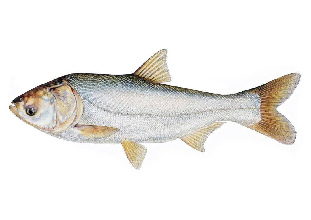 深圳蔬菜配送公司