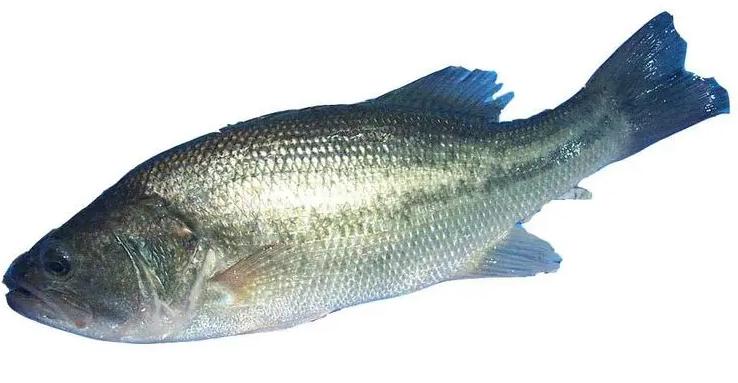 蔬菜配送價(jià)格表 2024-4-29